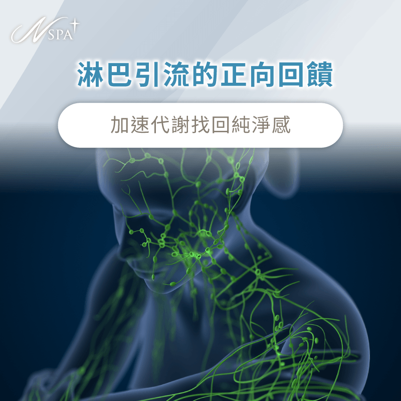 淋巴循環與代謝解析-為什麼SPA按摩完隔天很累