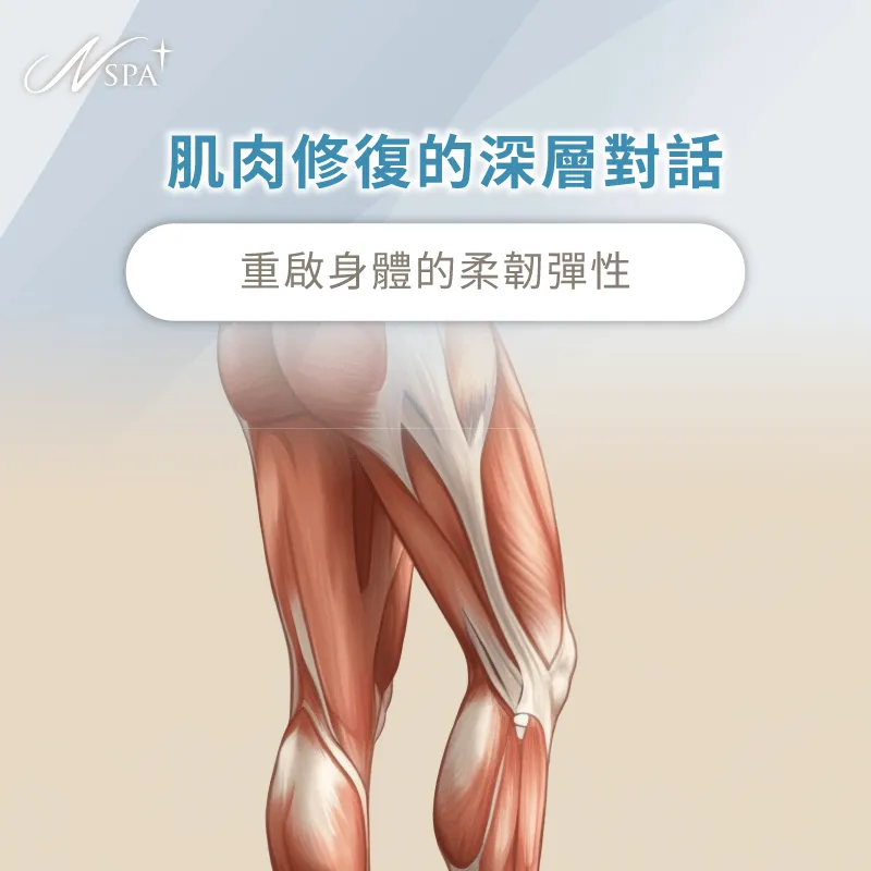 肌肉在深層按壓後的修復期會產生暫時性的疲勞感 肌肉修復與疲憊訊號-SPA按摩完隔天很累