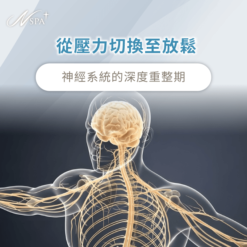 神經系統與放鬆調節-為什麼SPA按摩完隔天很累