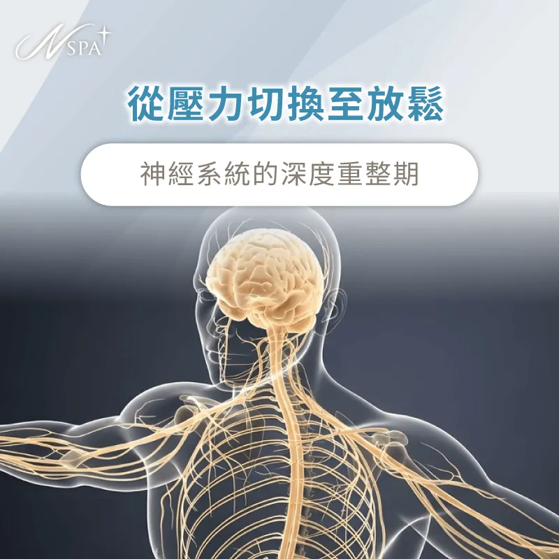 神經系統從壓力狀態切換至放鬆模式會引發深度倦怠感 神經系統與放鬆調節-為什麼SPA按摩完隔天很累
